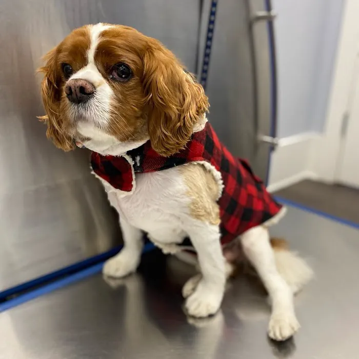 Huntington Village Animal Hospital 6