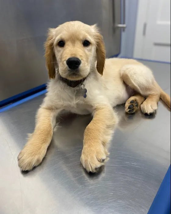 Huntington Village Animal Hospital 3
