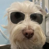 West Hills North Veterinary Clinic ico