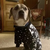 Fort Hill Animal Hospital ico