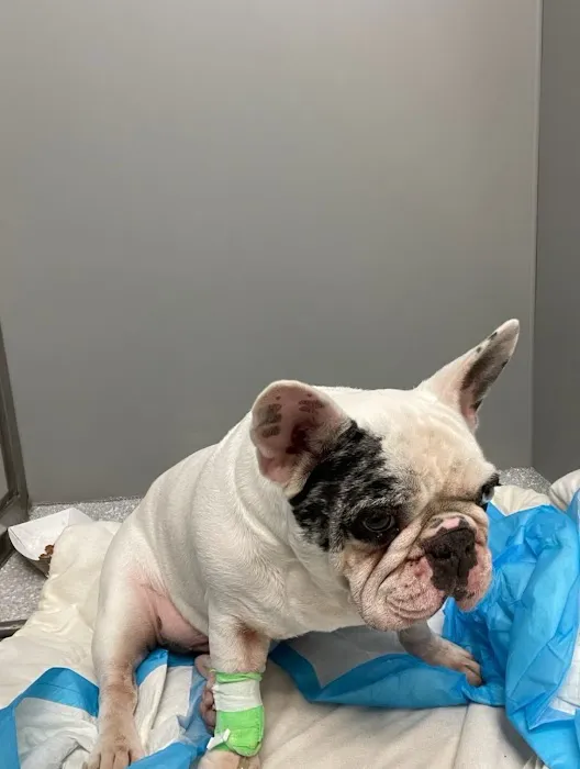 Veterinary Surgical Center of Long Island 4
