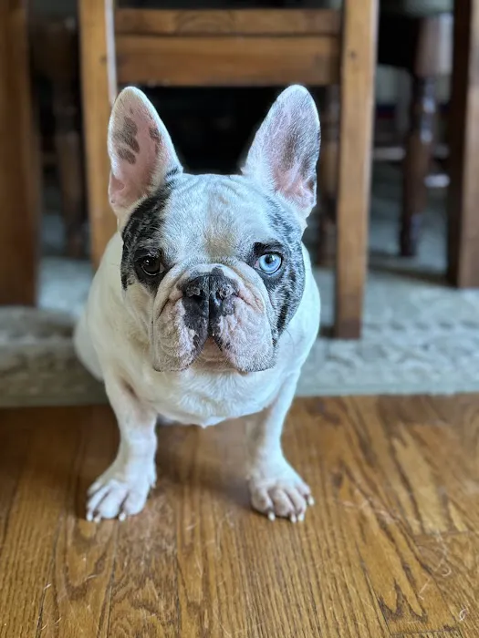 Veterinary Surgical Center of Long Island 3