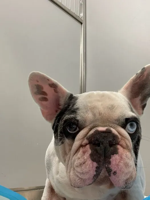 Veterinary Surgical Center of Long Island 1