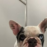 Veterinary Surgical Center of Long Island ico