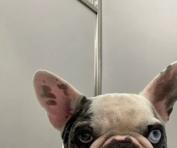 Veterinary Surgical Center of Long Island