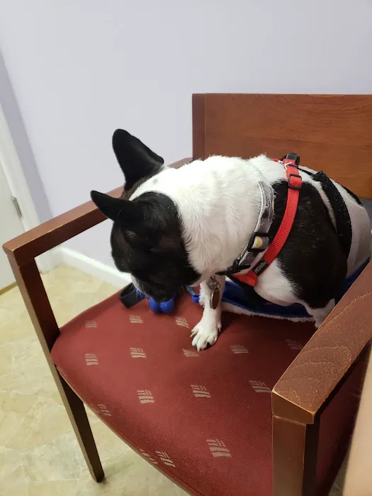 Long Island Veterinary Acupuncture 3