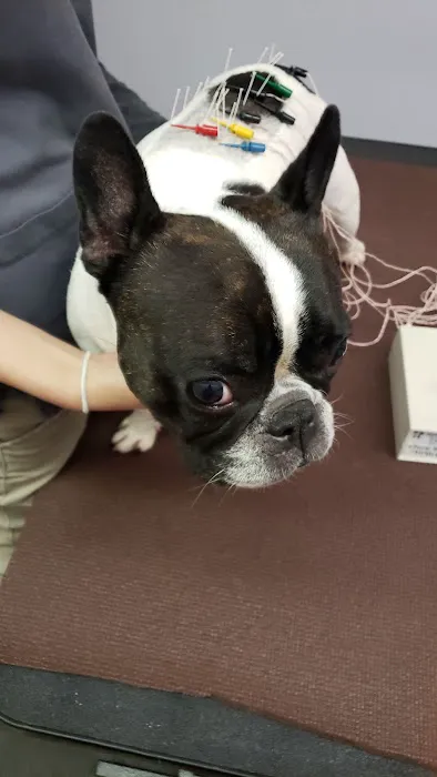 Long Island Veterinary Acupuncture 5