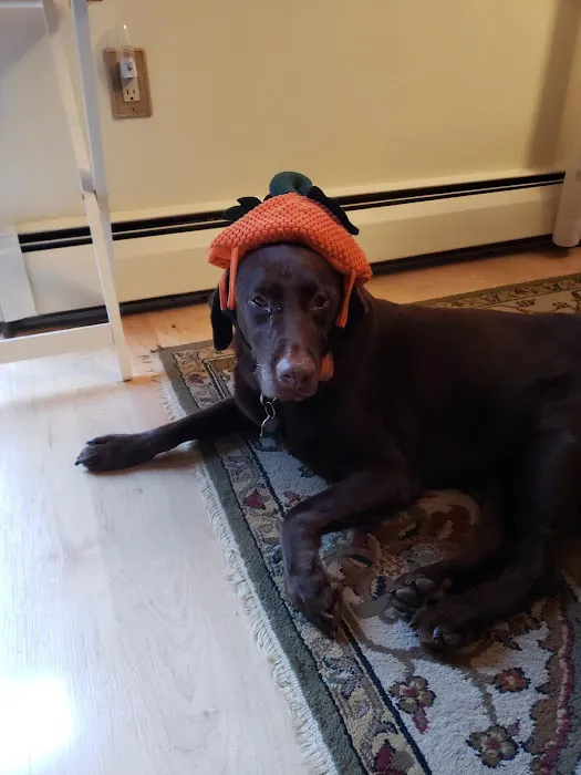 Long Island Veterinary Acupuncture 8