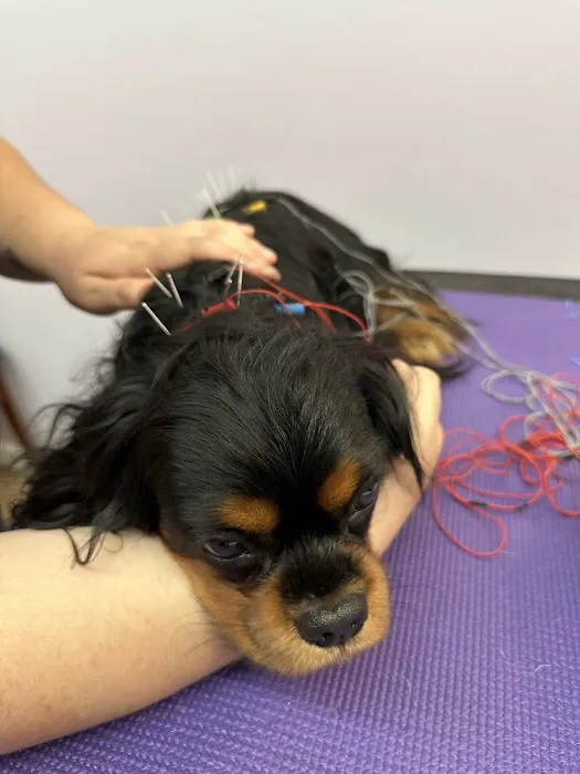 Long Island Veterinary Acupuncture 4