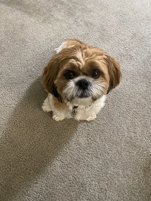 Long Island Veterinary Acupuncture 6