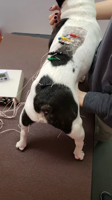Long Island Veterinary Acupuncture 2