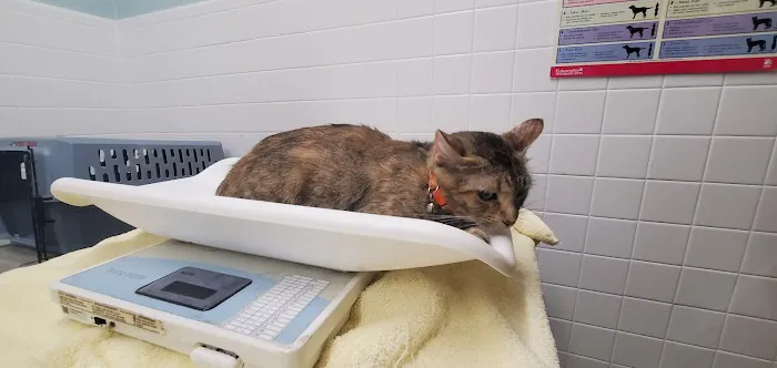Massapequa Hospital for Animals, A Thrive Pet Healthcare Partner 1