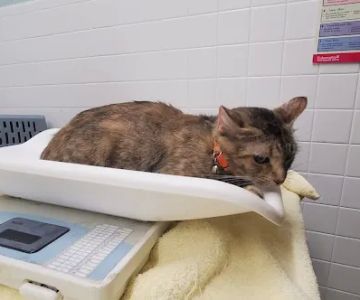 Massapequa Hospital for Animals, A Thrive Pet Healthcare Partner