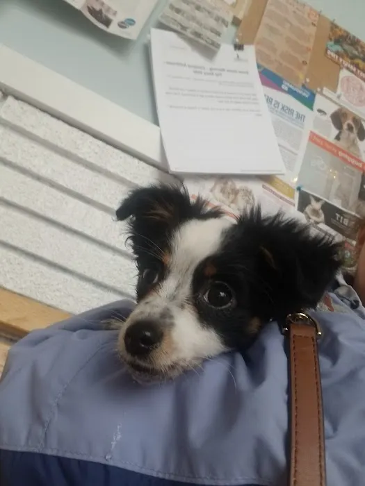 Massapequa Hospital for Animals, A Thrive Pet Healthcare Partner 3