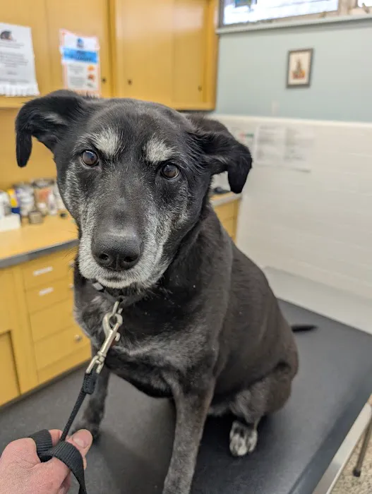 Massapequa Hospital for Animals, A Thrive Pet Healthcare Partner 8