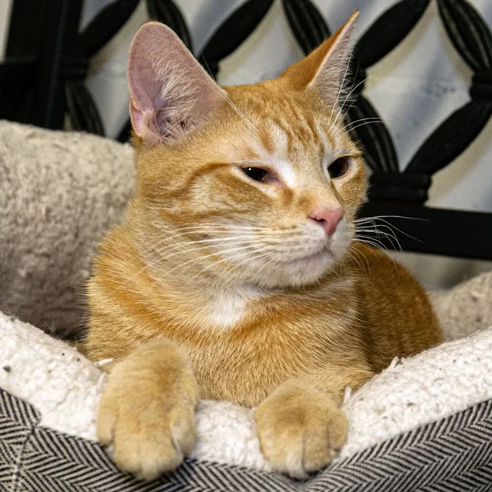 South Shore Animal Hospital 9