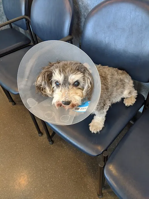 South Shore Animal Hospital 1