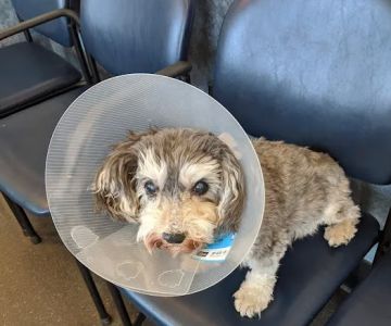 South Shore Animal Hospital