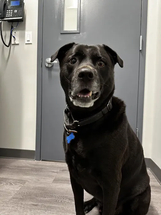 South Shore Animal Hospital 7