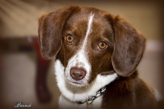 South Shore Animal Hospital 8