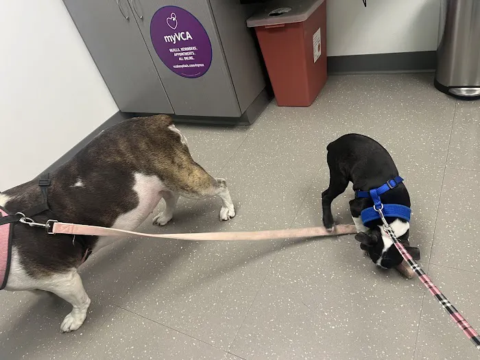Nassau-Suffolk Animal Hospital 2