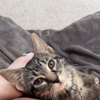 Nassau-Suffolk Animal Hospital ico