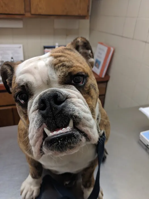 Nassau-Suffolk Animal Hospital 3