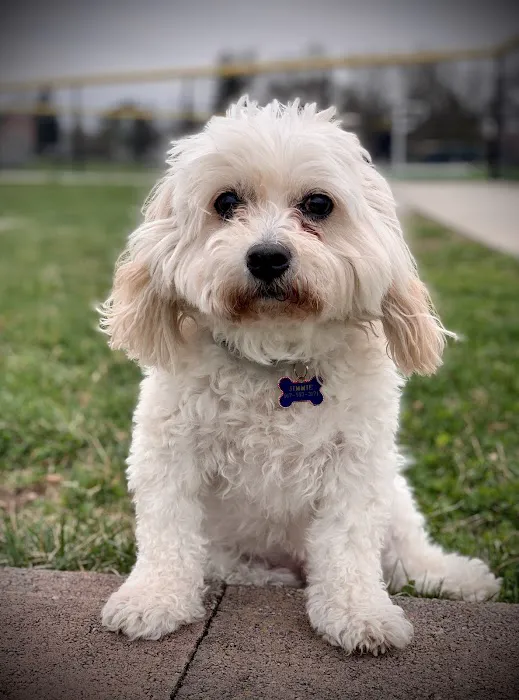 BEST VET 2025/LI’s #1 Home Pet Euthanasia/Pet Hospice Veterinarian, Dr. Alexis, Comforted Companions®️Veterinary Care 7