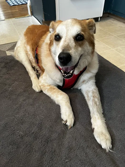 BEST VET 2025/LI’s #1 Home Pet Euthanasia/Pet Hospice Veterinarian, Dr. Alexis, Comforted Companions®️Veterinary Care 4