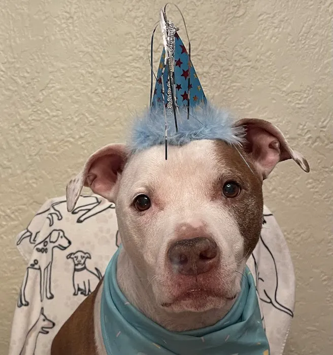 BEST VET 2025/LI’s #1 Home Pet Euthanasia/Pet Hospice Veterinarian, Dr. Alexis, Comforted Companions®️Veterinary Care 6