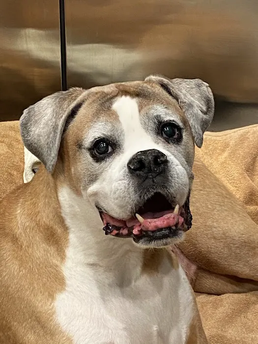 BEST VET 2025/LI’s #1 Home Pet Euthanasia/Pet Hospice Veterinarian, Dr. Alexis, Comforted Companions®️Veterinary Care 5