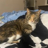 BEST VET 2025/LI’s #1 Home Pet Euthanasia/Pet Hospice Veterinarian, Dr. Alexis, Comforted Companions®️Veterinary Care ico