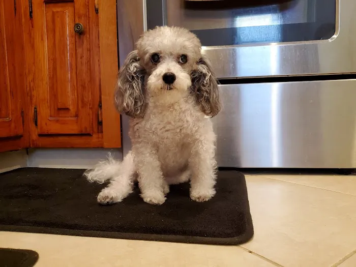 BEST VET 2025/LI’s #1 Home Pet Euthanasia/Pet Hospice Veterinarian, Dr. Alexis, Comforted Companions®️Veterinary Care 9