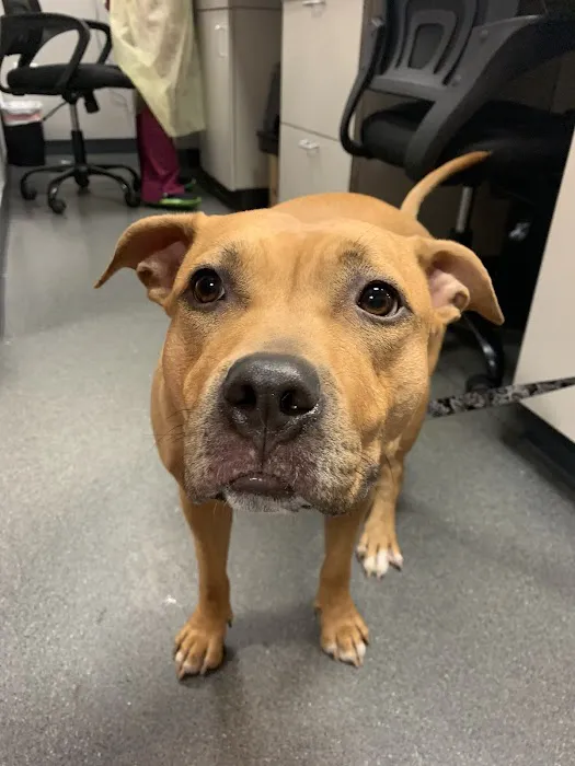 North Regent Animal Clinic 2