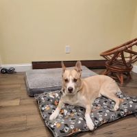 North Regent Animal Clinic ico