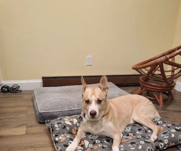 North Regent Animal Clinic