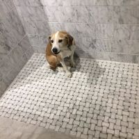 Port Chester Animal Hospital ico