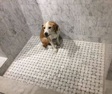 Port Chester Animal Hospital