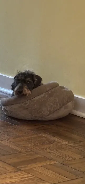 Port Chester Animal Hospital 2