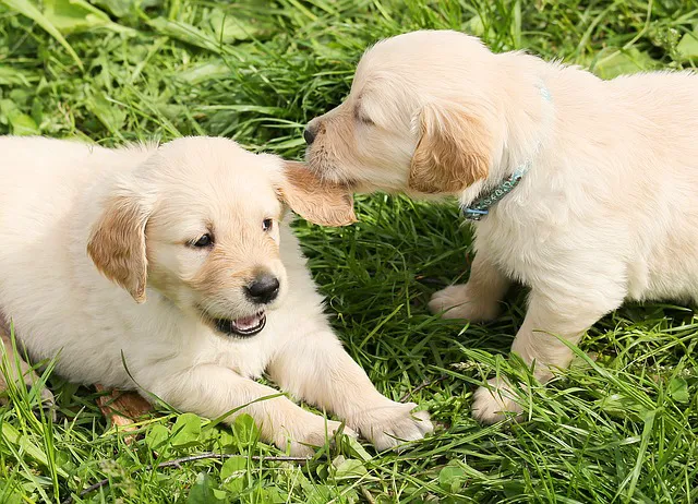 Greenwich Animal Hospital 12