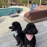 Greenwich Animal Hospital ico