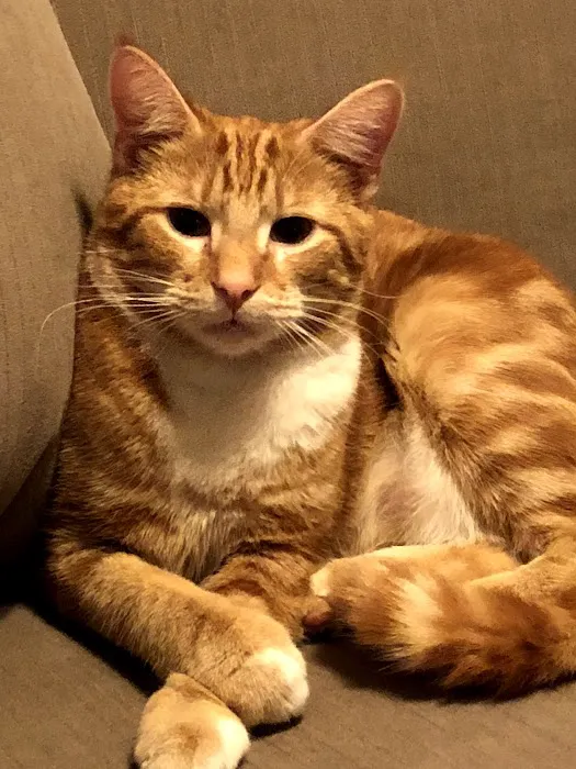 Pisgah Pet Care Animal Hospital 6