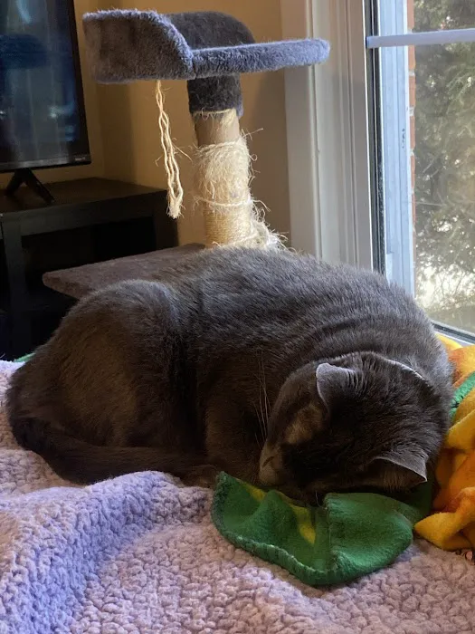 Brevard Animal Hospital 1