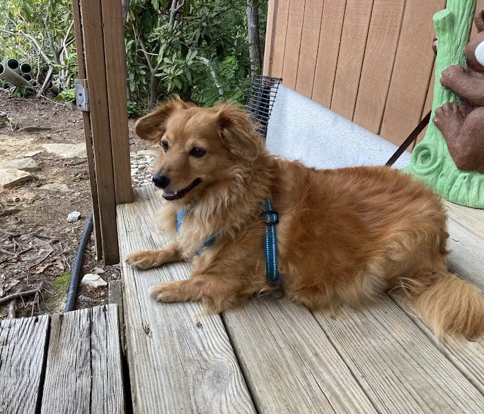 Brevard Animal Hospital 7