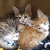 Animal Hospital South: Murr Emily DVM ico