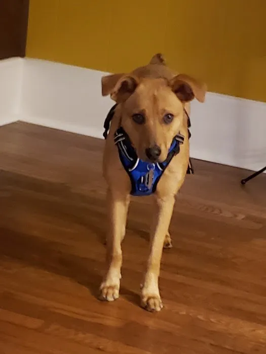 Animal Hospital South: Murr Emily DVM 3
