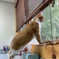 Animal Hospital South ico