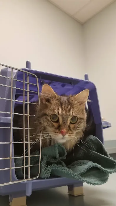 Animal Hospital South 10