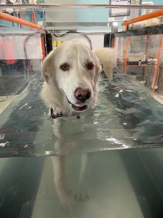 WagHab: Asheville Dog Exercise and Aquatic Gym 9