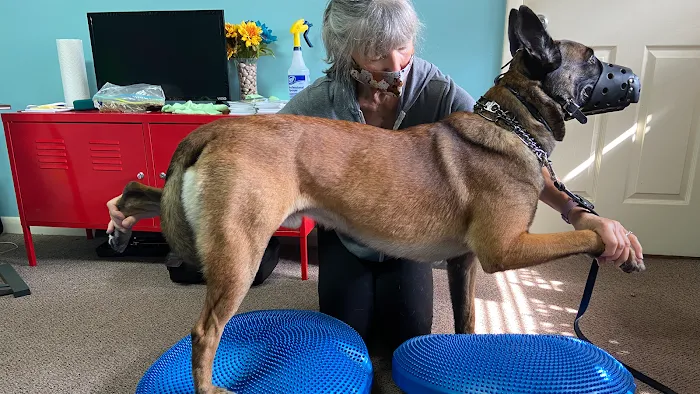 WagHab: Asheville Dog Exercise and Aquatic Gym 8